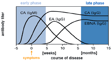 http://www.biognost.be/pictures/cms1/EBVgraph.gif