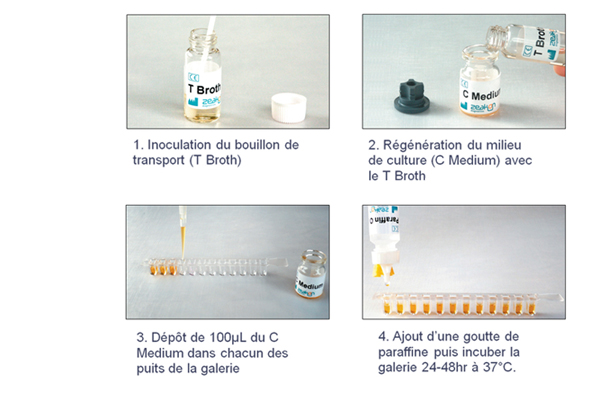 Visuel Biologie